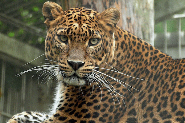 Kortingscode voor BestZOO dierentuin