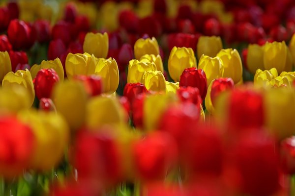 Keukenhof Tulpenfestival kaart met kortingscode