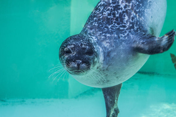 Zee Aquarium entreeticket met 34% korting