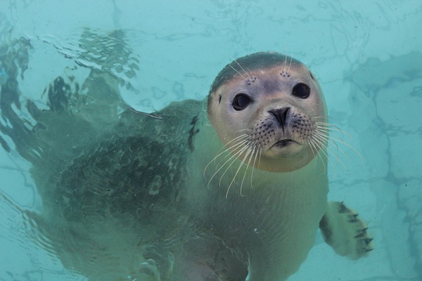 Geef een dagje Zeehondencentrum Pieterburen kado!