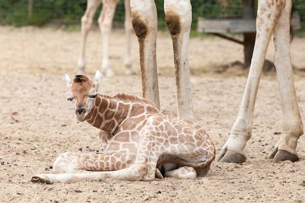 Burgers Zoo entree tot 6% korting