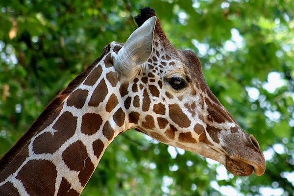 Dierentuin Artis + Madame Tussauds met kortingscode