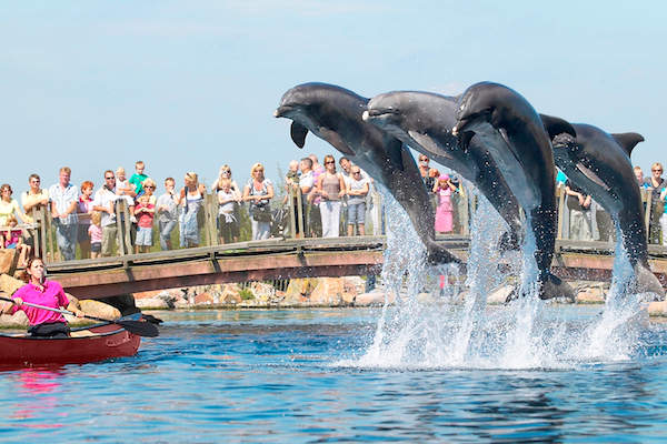 Dolfinarium entree met 36% korting