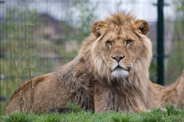 ZooParc Overloon entree met kortingscode